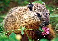 A bajkeverő menyét mese