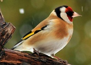 Mese a bátor tengelicéről