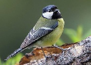 A cinke meg a szél népmese