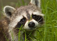 A mosómedve meg a csiga mese