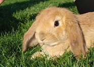 A nyúl meg a tavaszi hó mese