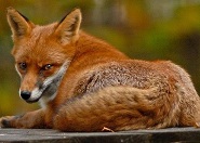 A róka mint pásztor meséje