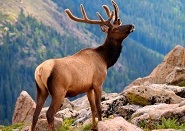 A szarvas aki magát csodálta mese