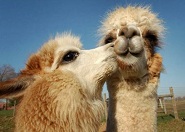 A teve meg az egér mese