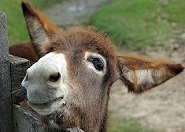 Az oroszlánfejű szamár mese