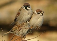 Mese az eltévedt kisverébről