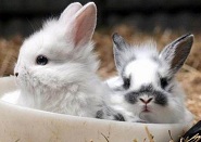 Mi gyávább a nyúlnál mese